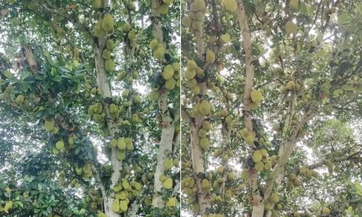 Cây mít bị 'vỡ kế hoạch' ra trái nhiều nhất Việt Nam, hàng ngàn quả sai lúc lỉu từ gốc đến ngọn, đếm mỏi mắt không hết