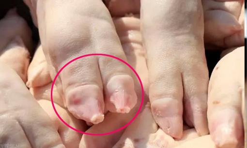 Khi mua chân giò lợn, đừng chỉ nhìn vào kích cỡ! Hãy ghi nhớ 3 điều này để đảm bảo bạn chọn đúng