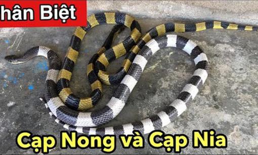 Rắn cạp nong, rắn cạp nia có phải là một loại? Cách phân biệt rắn cạp nong, rắn cạp nia