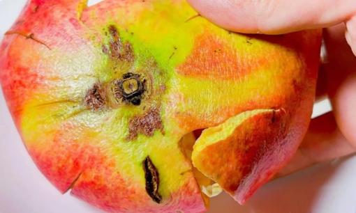 Vỏ lựu là một báu vật! Ăn xong bạn đừng vứt vỏ đi, giữ lại sẽ giải quyết rất nhiều vấn đề trong nhà, tiết kiệm cả đống tiền