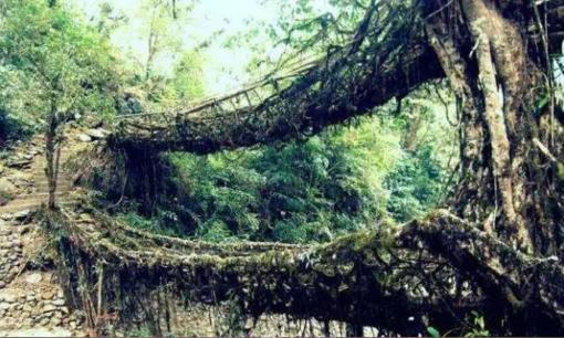 Cây cầu độc đáo nhất trong thế giới, được xây dựng chỉ bằng rễ cây mà không có bê tông cốt thép, vẫn vững chắc hơn trong 500 năm qua