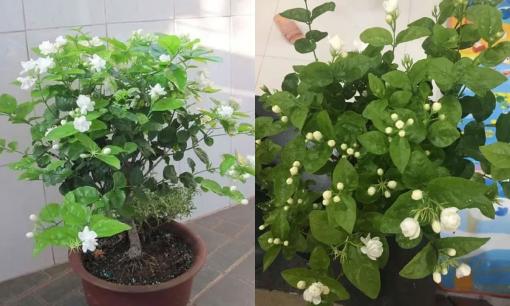 Để hoa nhài nở nhiều và thơm, có 'hai việc' phải làm, hoa sẽ nở khắp cành và hương thơm tràn ngập