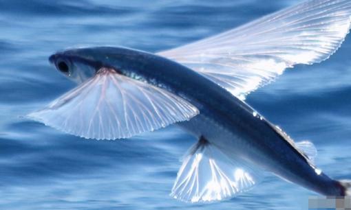 Một loại cá biết bay ở đại dương, có thể bay hàng chục mét mỗi lần 