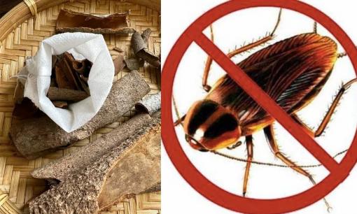 Mẹo đuổi gián từ nguyên liệu thiên nhiên không lo độc hại hay tốn kém