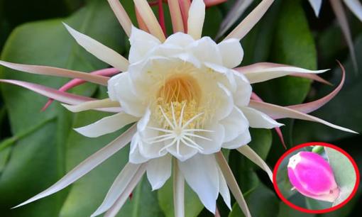 Cây hoa quỳnh thường chỉ thấy mỗi hoa, vậy nó có quả không? Có ăn được không?