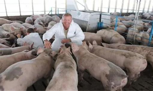 Mỹ là quốc gia nuôi lợn lớn nhất, nhưng họ lại không ăn thịt lợn. Tại sao?