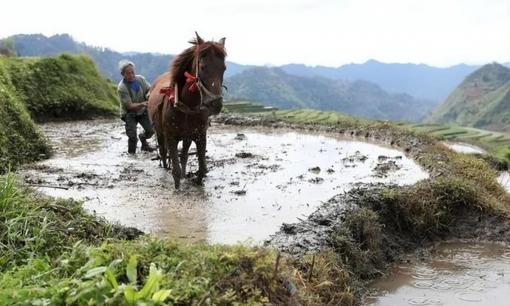 Tại sao người châu Âu thích dùng ngựa để cày đất nhưng chúng ta lại thường dùng trâu bò để cày đất?