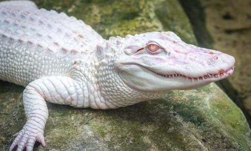 Cá sấu bạch tạng là cá gì? Nó quý hiếm đến mức nào?