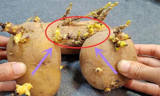 Đừng vứt bỏ những củ khoai tây đã mọc mầm. Nếu bạn học được những mẹo này, bạn có thể tiết kiệm một số khoản tiền