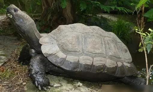 8 loài động vật sống lâu nhất trên trái đất, có loài tuổi thọ 10.000 năm, sự sống vĩnh cửu có thực sự tồn tại? 