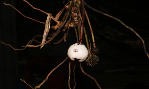 Bạn có biết loại cây duy nhất này chỉ Việt Nam mới có, chưa từng xuất hiện trên thế giới 