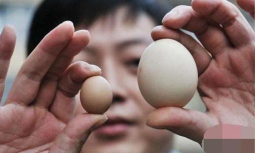 Khi mua trứng nên chọn trứng to hay nhỏ? Người nông dân đã lỡ miệng nói sự thật, lần sau mua đừng phạm sai lầm 