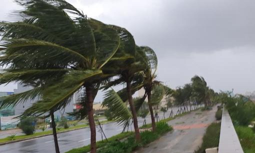 Khi bão to, tại sao cây cau, cây dừa không đổ gãy mà các cây to lại đổ?