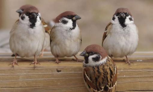 Khi đã ngoài 50, dù con cái hiếu thảo đến mấy cũng phải hiểu rõ 'Định luật chim sẻ' để bạn có thể sống an nhiên và hạnh phúc
