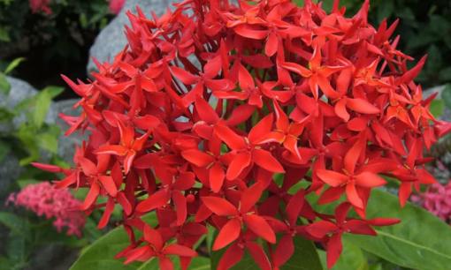 Cây bông trang (mẫu đơn) có nên trồng trong nhà không?