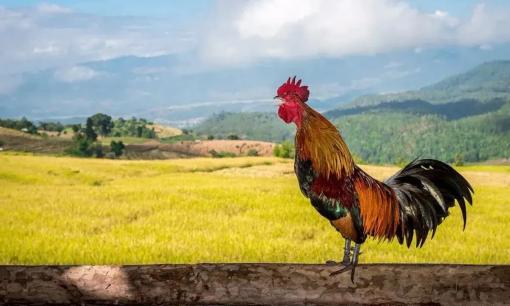 Tục ngữ có câu: “Con gà không quá sáu, con chó không quá tám”. Điều này có hàm ý gì?