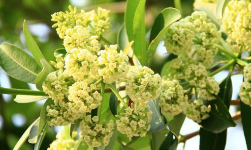 Hoa sữa là hoa gì? Chúng mang ý nghĩa như thế nào đối với thủ đô Hà Nội? 