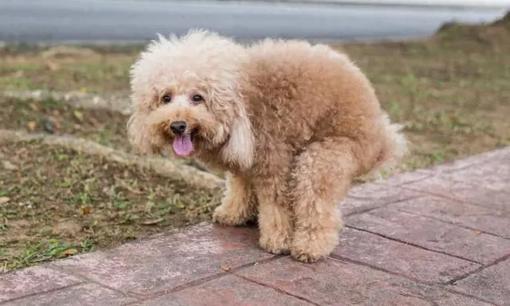 Đây là lý do tại sao chó quay vòng tròn trước khi ị!