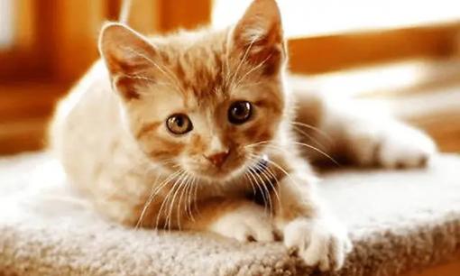 Tại sao mắt mèo phát sáng vào ban đêm?