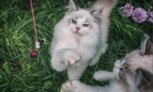 Tại sao nói: Không nên nuôi một con mèo sau khi nó sinh con. Điều này đúng hay sai?