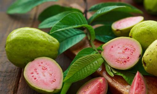 Lá ổi có tác dụng gì? Người dân quê nào cũng biết lá ổi có tác dụng chữa tiêu chảy và hạ đường huyết rất tốt!