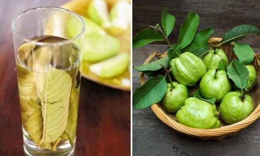 Uống trà ổi vào buổi tối trong 15 ngày, 3 lợi ích không ngờ sẽ đến với bạn. Bạn sẽ được hưởng lợi từ nó nếu biết sớm