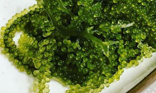 Nó được mệnh danh là “kim cương xanh”, hàm lượng canxi gấp 5 lần sữa. Người Nhật xem như 'bảo bối' tăng tuổi thọ