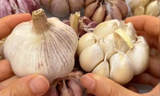 Nếu gặp 5 loại tỏi này thì nhất định đừng mua! Nhiều người không biết, chẳng trách họ luôn bị lừa