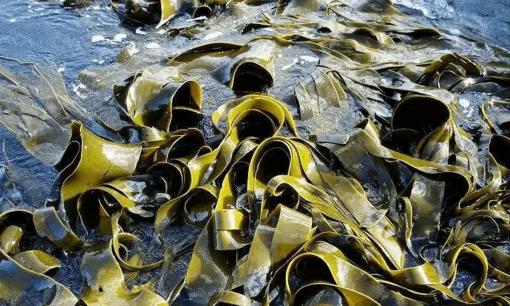 Loại rau được ví như 'kho báu đại dương', đặc biệt, cái số 2 được coi là thần dược trường sinh