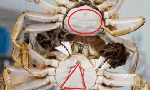 Sự khác biệt giữa cua đực và cua cái là gì? Loại nào bổ dưỡng hơn? Vì sao phải ăn cua đực vào tháng 10?