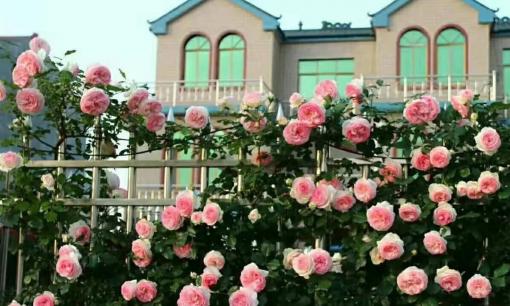 Bốn cây hoa trước cửa nhà nở rộ, tài lộc ngồi im cũng đến, tiền vơi nhanh lại đầy