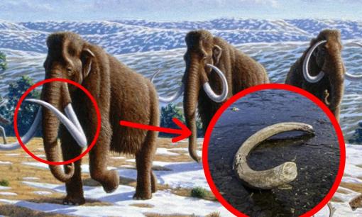 Bé gái 8 tuổi tìm thấy 'báu vật' 100.000 năm tuổi khi đi câu cá cùng bố