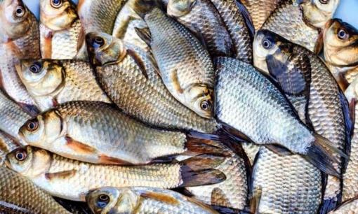 Đâu là loại cá sông được mệnh danh là ngon, nhiều chất bổ nhất thế giới, người sành ăn cũng nên thử một lần trong đời