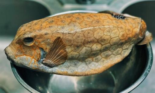 Loại cá được mệnh danh là 'gà nước mặn' - bò hòm đắt hơn cả tôm hùm, hương vị thế nào?