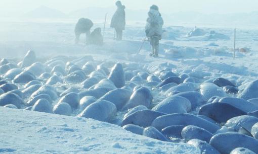 Bạn có từng biết 'vụ giải cứu kinh điển' 2.000 con cá voi beluga mắc kẹt trong băng bằng âm nhạc