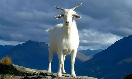 Tử vi ngày 6/11/2024 của 12 con giáp: Tuổi Mùi may mắn và thuận lợi, có quý nhân giúp đỡ