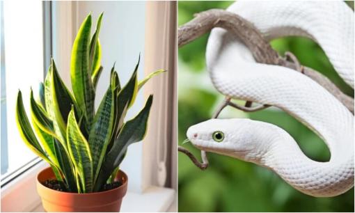 Tuy hút tài lộc nhưng cây lưỡi hổ rất kỵ người tuổi này, đừng đặt trong nhà kẻo vận may trôi sạch