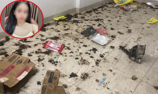 Hà Nội: Chồng ly hôn vì vợ ở bẩn, phân mèo dính khắp nhà không dọn, xem ảnh dân mạng 'tí thì nôn'