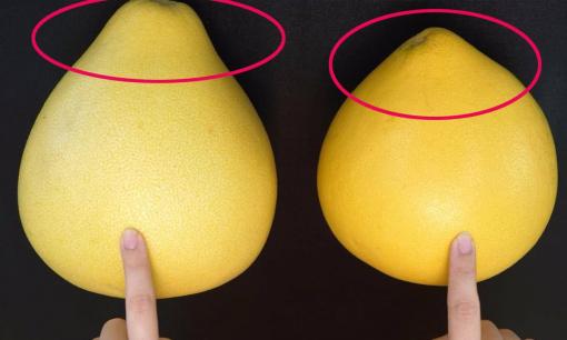 Khi mua bưởi bạn chọn quả nhọn hay quả tròn? Nhớ 5 điểm chọn để đúng nhé, vỏ mỏng, thịt ngọt mọng nước