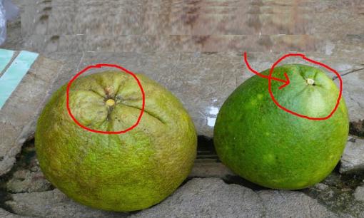 Bưởi có ngọt hay không, nhìn thoáng qua là bạn có thể chọn được! Cách làm của người trồng trái cây xưa thật sự hữu ích