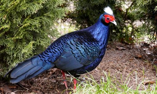 Việt Nam có loài động vật cực kỳ quý hiếm, được xem là báu vật của thế giới, số lượng chưa đến 50 con