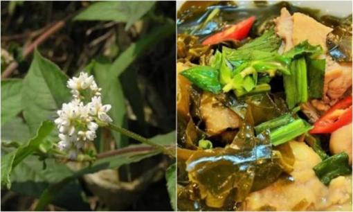 Khám phá cây thuốc với cái tên đọc 'méo cả mồm' có tác dụng chữa bệnh, phổ biến khắp làng quê Việt