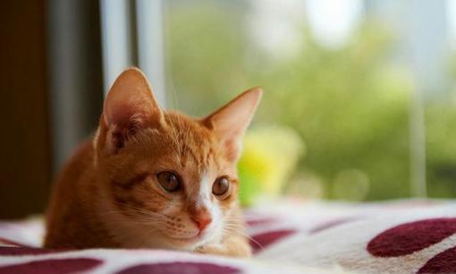 Tại sao nói mèo có chín mạng?