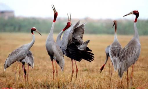 Loài chim nào biết bay cao nhất thế giới?