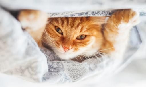 Tử vi ngày 9/11/2024 của 12 con giáp: Tuổi Mão tiền bạc rủng rỉnh, có quý nhân giúp đỡ