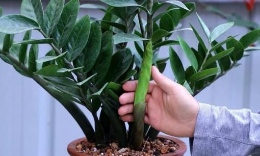 Muốn cây kim tiền phát tài, phát lộc? Đừng bỏ qua 5 bí quyết quan trọng này!