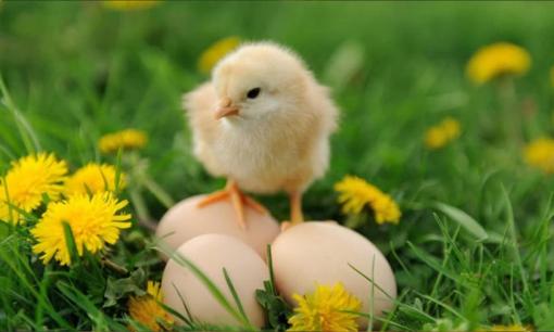 Sự thật được tiết lộ! Cái nào có trước, con gà hay quả trứng? Một câu hỏi khiến chúng ta bối rối hàng ngàn năm cuối cùng cũng có câu trả lời hoàn hảo!