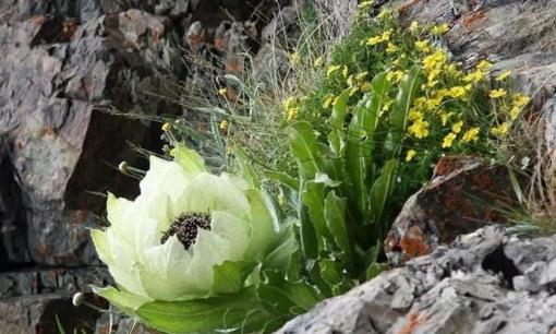 Lợi ích tuyệt vời từ loại cây dân dã ở thôn quê, giá đắt như vàng, đừng bỏ lỡ nếu gặp được