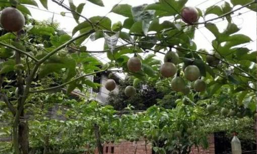 Hướng dẫn bạn cách trồng loại trái cây có giá trị dinh dưỡng gấp 10 lần táo! 6 hạt trồng được cả giàn, tha hồ hái quả