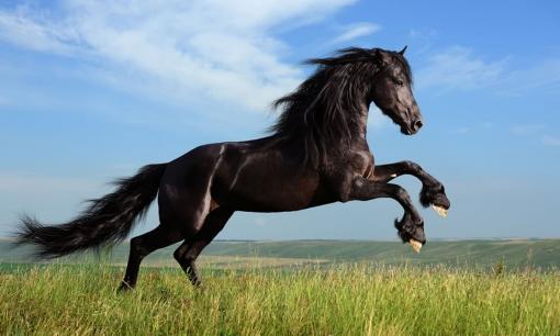 Tử vi ngày 17/11/2024 của 12 con giáp: Tuổi Ngọ sự nghiệp thăng tiến, tài lộc vượng phát, tiền bạc rủng rỉnh